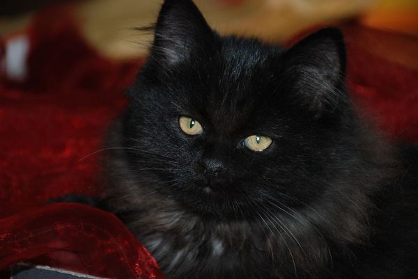 k-k-DSC_3510 (2).JPG